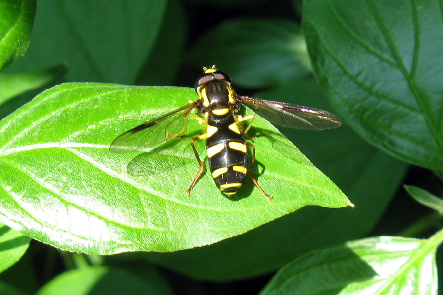 Xanthogramma pedissequum?